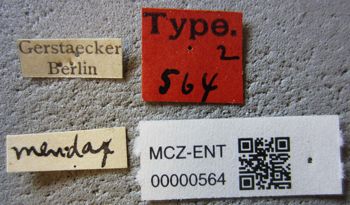 Media type: image;   Entomology 564 Aspect: labels